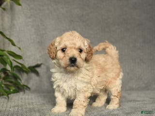 Cockapoo dogs Twix - Ad 34