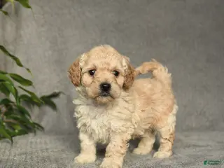 Cockapoo dogs Twix - Ad 39