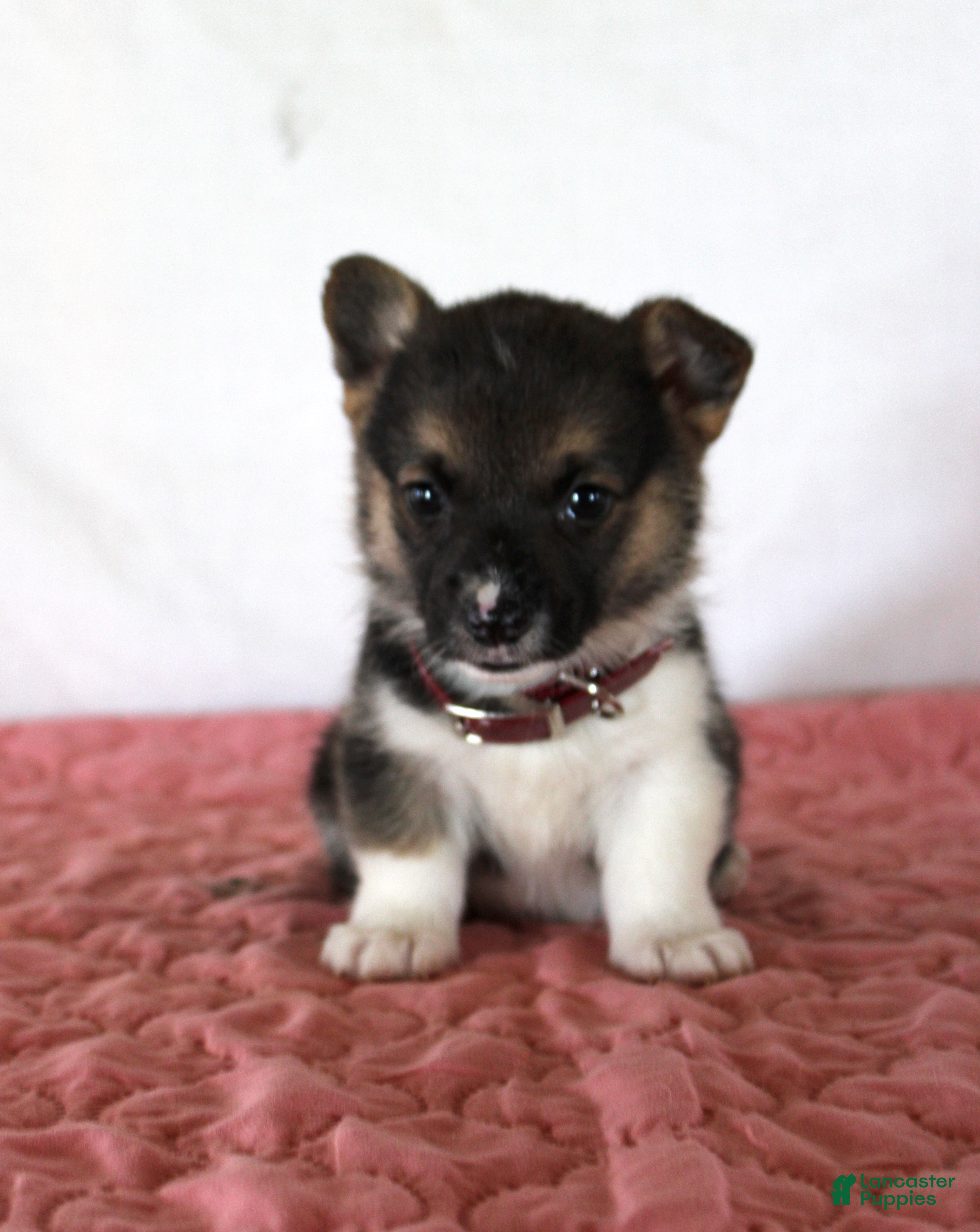 Welsh Corgi Pembroke dogs Haven - Ad 13