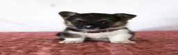 Welsh Corgi Pembroke dogs for sale: Haven - Ad 1