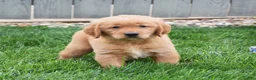 Golden Retriever dogs for sale: Gizmo - Ad 3