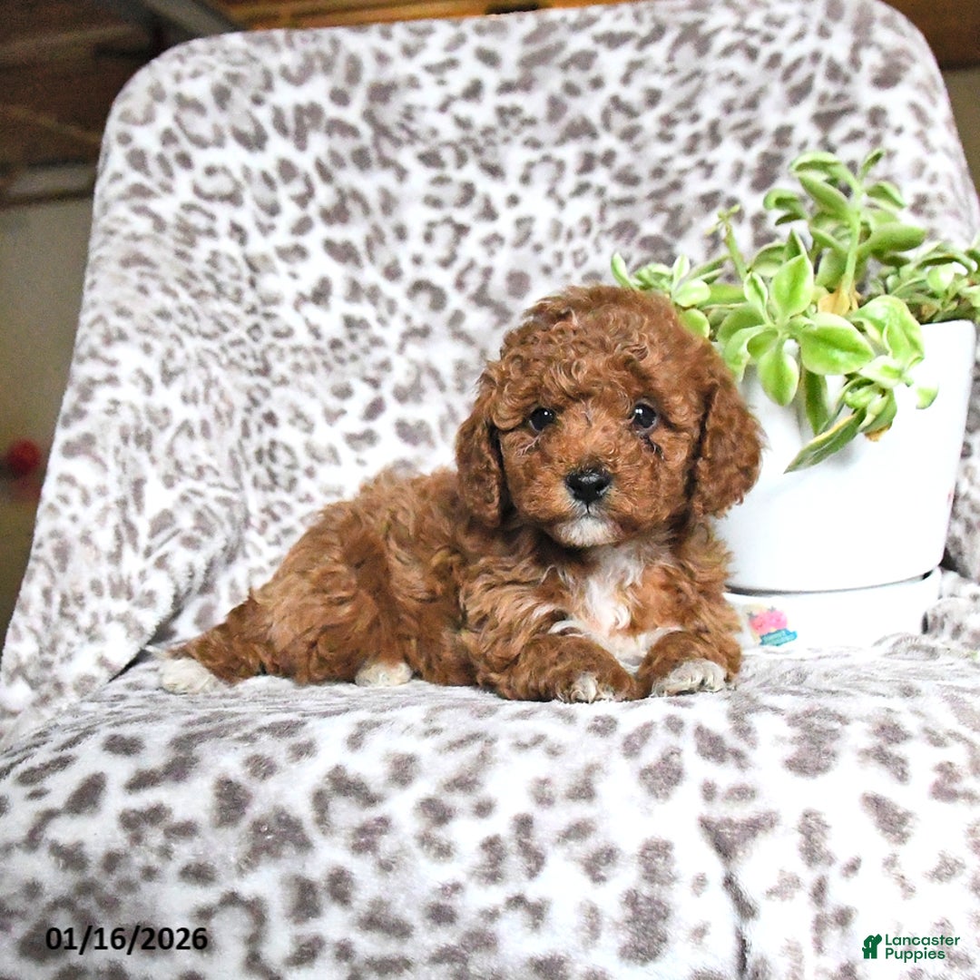Cavapoo dogs for sale: Galne - Ad 4