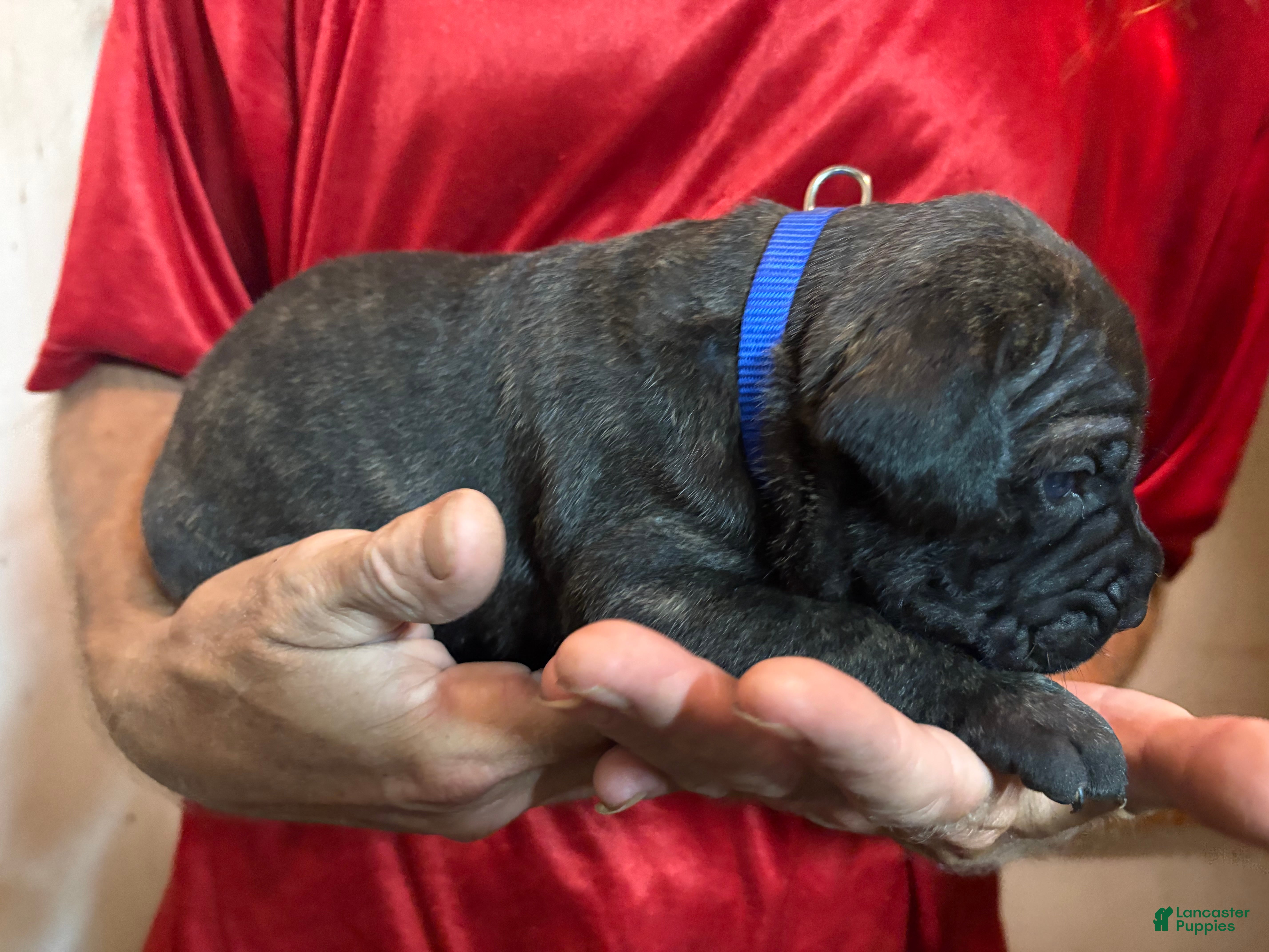 Cane Corso dogs Blue - Ad 6