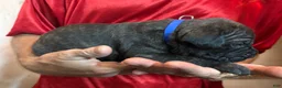 Cane Corso dogs for sale: Blue - Ad 1