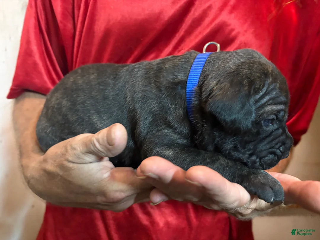Cane Corso dogs for sale: Blue - Ad 1
