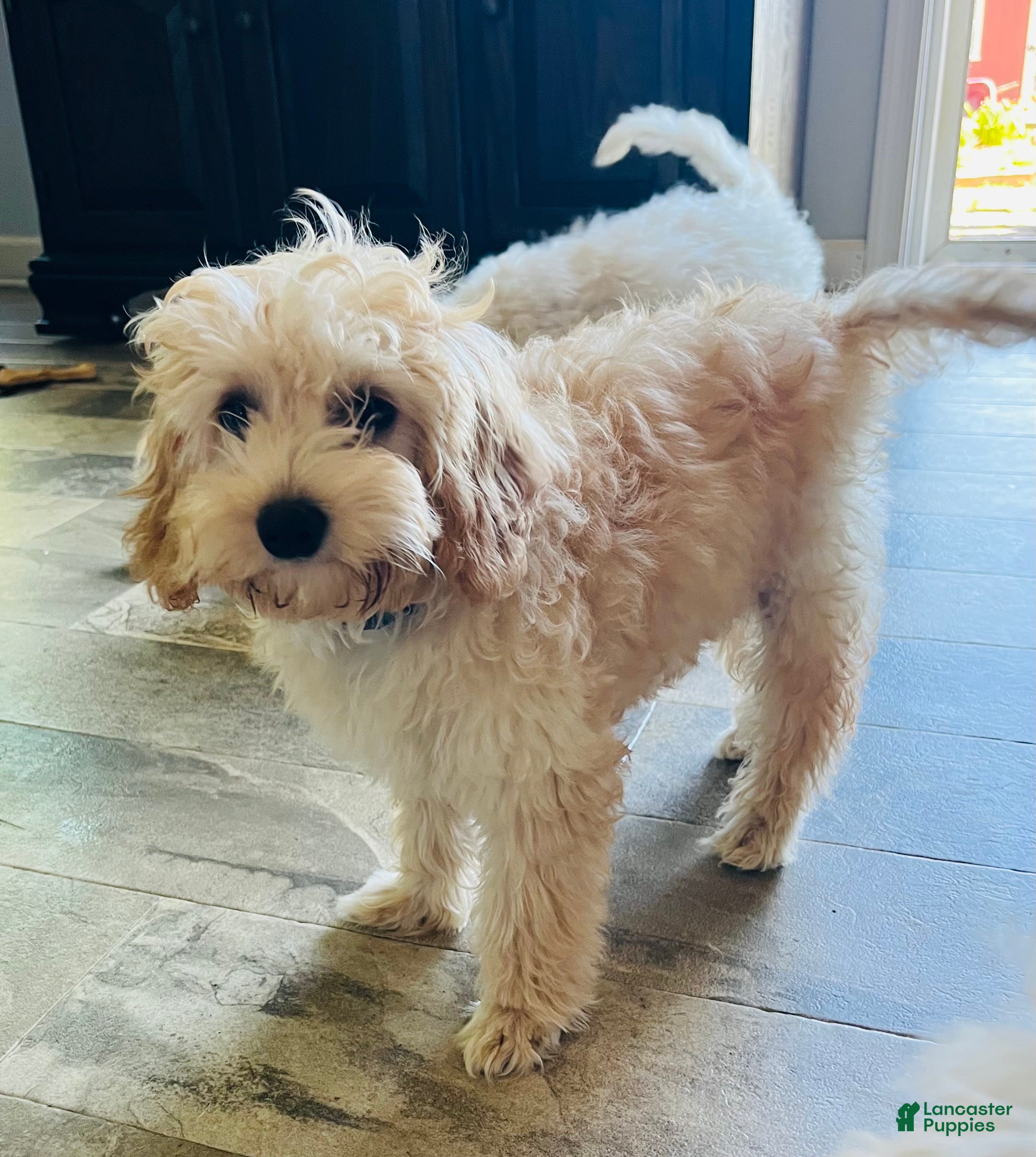 Cavapoo dogs Sunshine - Ad 2