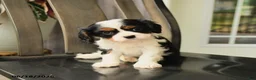 Cavalier King Charles Spaniel dogs for sale: Spencer - Ad 5