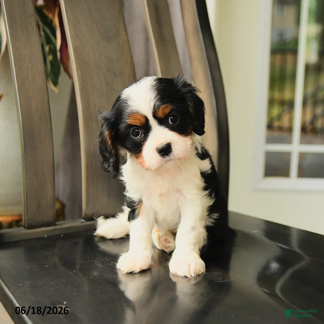 Cavalier King Charles Spaniel dogs for sale: Spencer - Ad 5