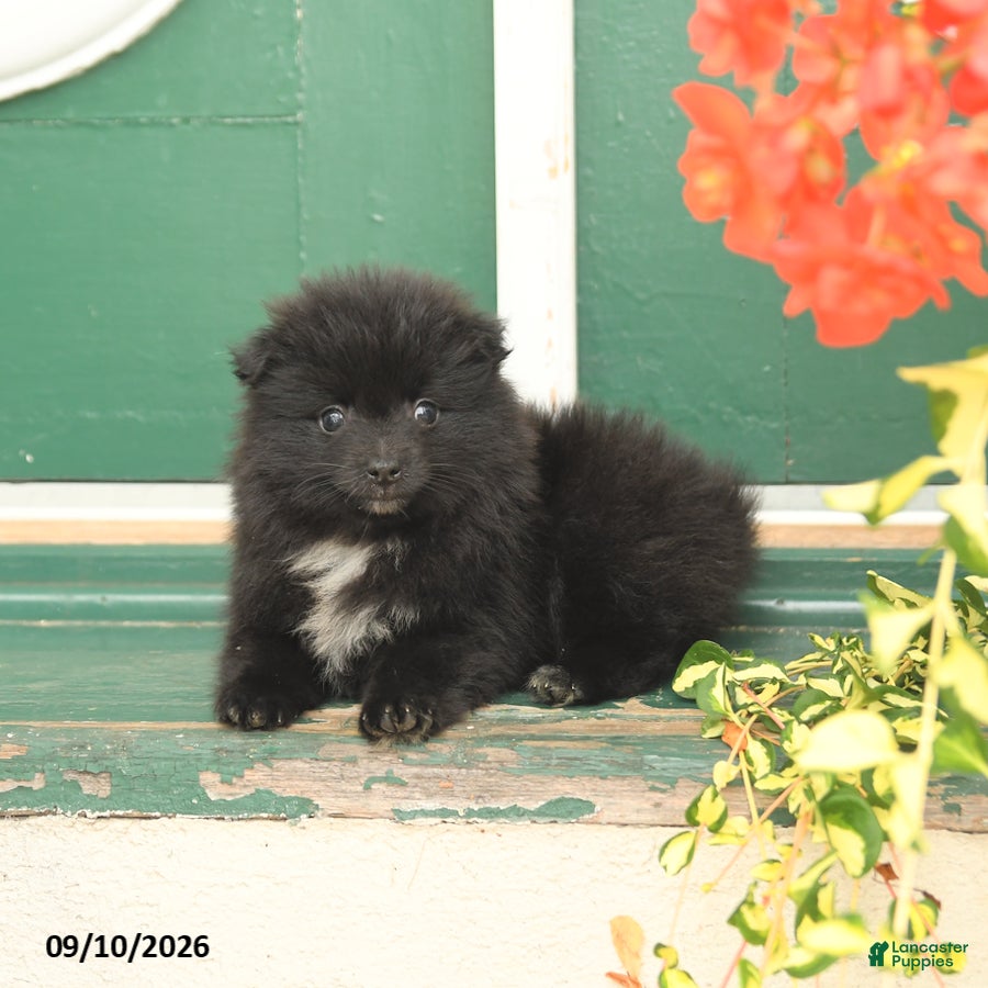 Pomeranian dogs Midnight - Ad 2