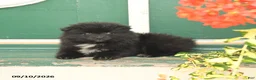 Pomeranian dogs for sale: Midnight - Ad 2