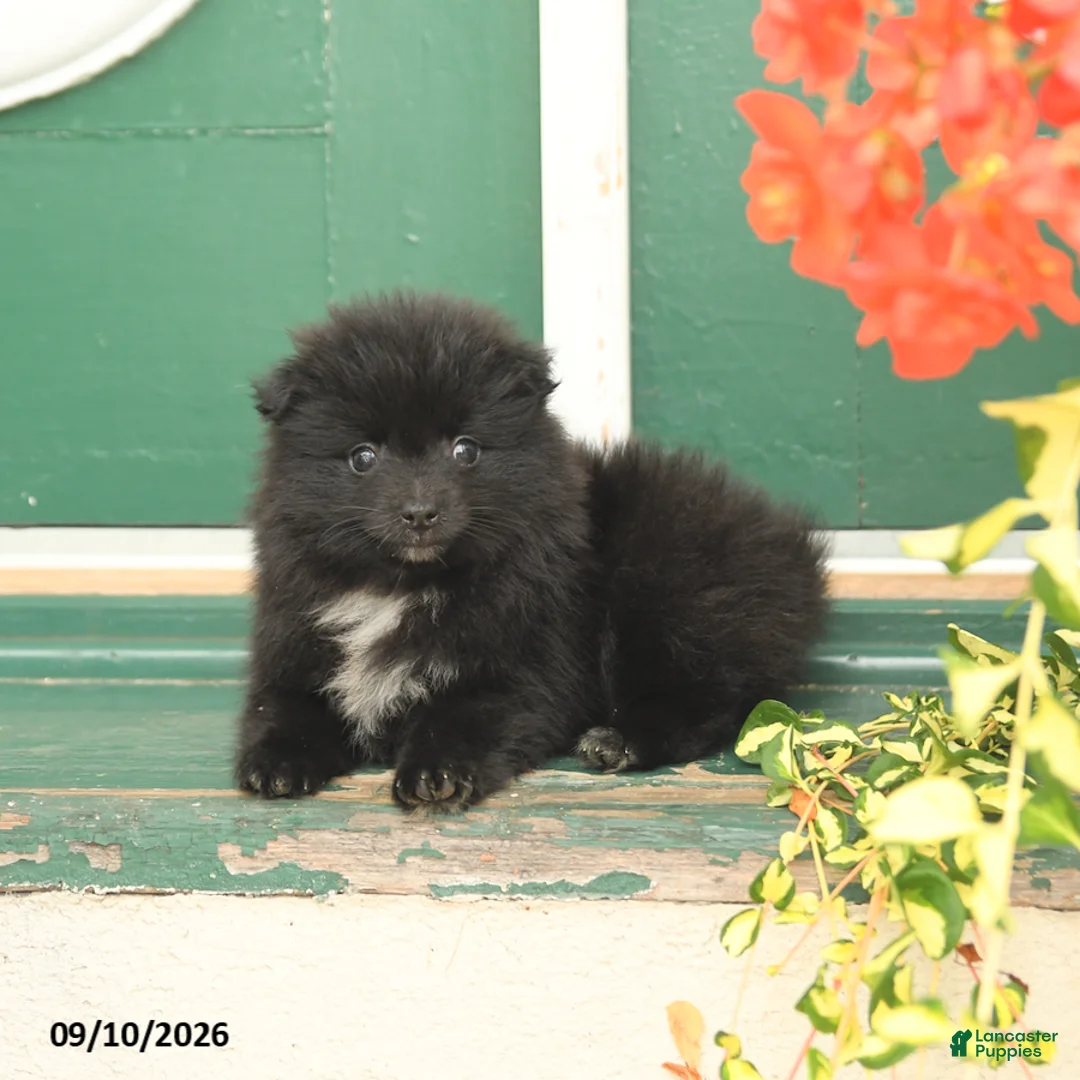 Pomeranian dogs for sale: Midnight - Ad 2