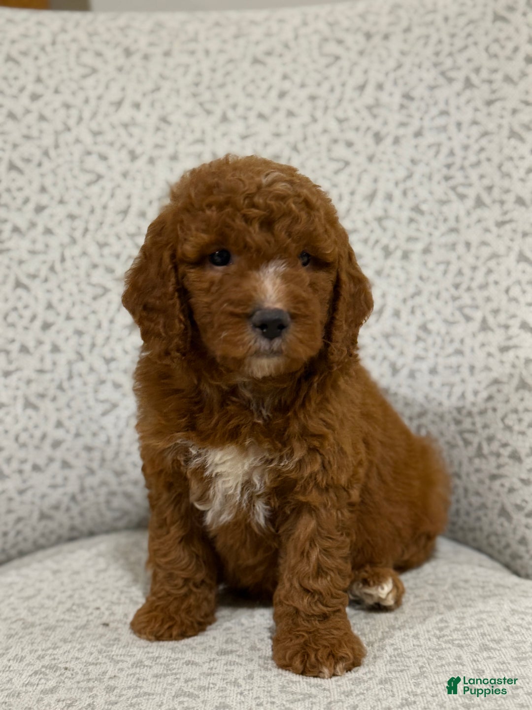 Goldendoodle dogs for sale: Peggy - Ad 4