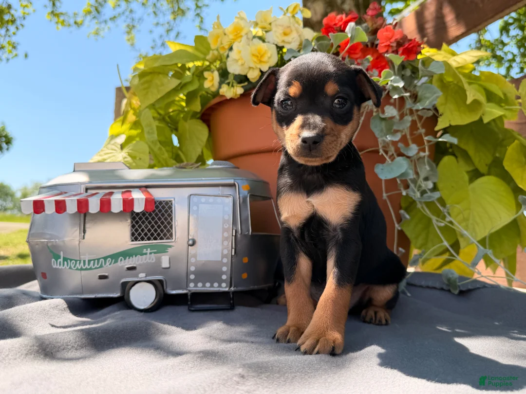 Miniature Pinscher dogs for sale: Kyle - Ad 6