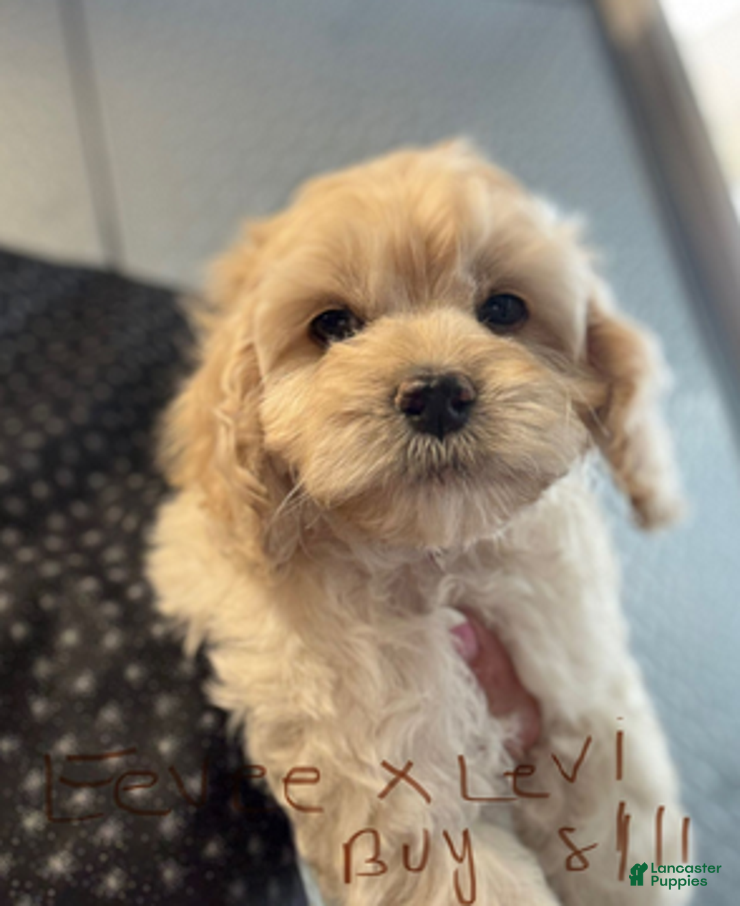 Cockapoo dogs for sale: Eevee Boy1 - Ad 5