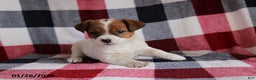 Jack Russell Terrier dogs for sale: Sweetheart - Ad 4