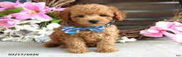 Cavapoo dogs for sale: Mickey - Ad 4