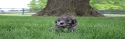 Mini Goldendoodle dogs for sale: Tulip - Ad 17