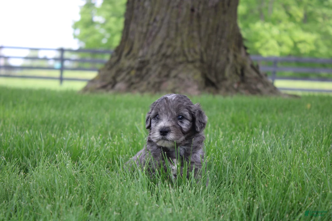 Mini Goldendoodle dogs for sale: Tulip - Ad 17