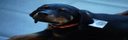 Rottweiler dogs for sale: Vermithor - Ad 16