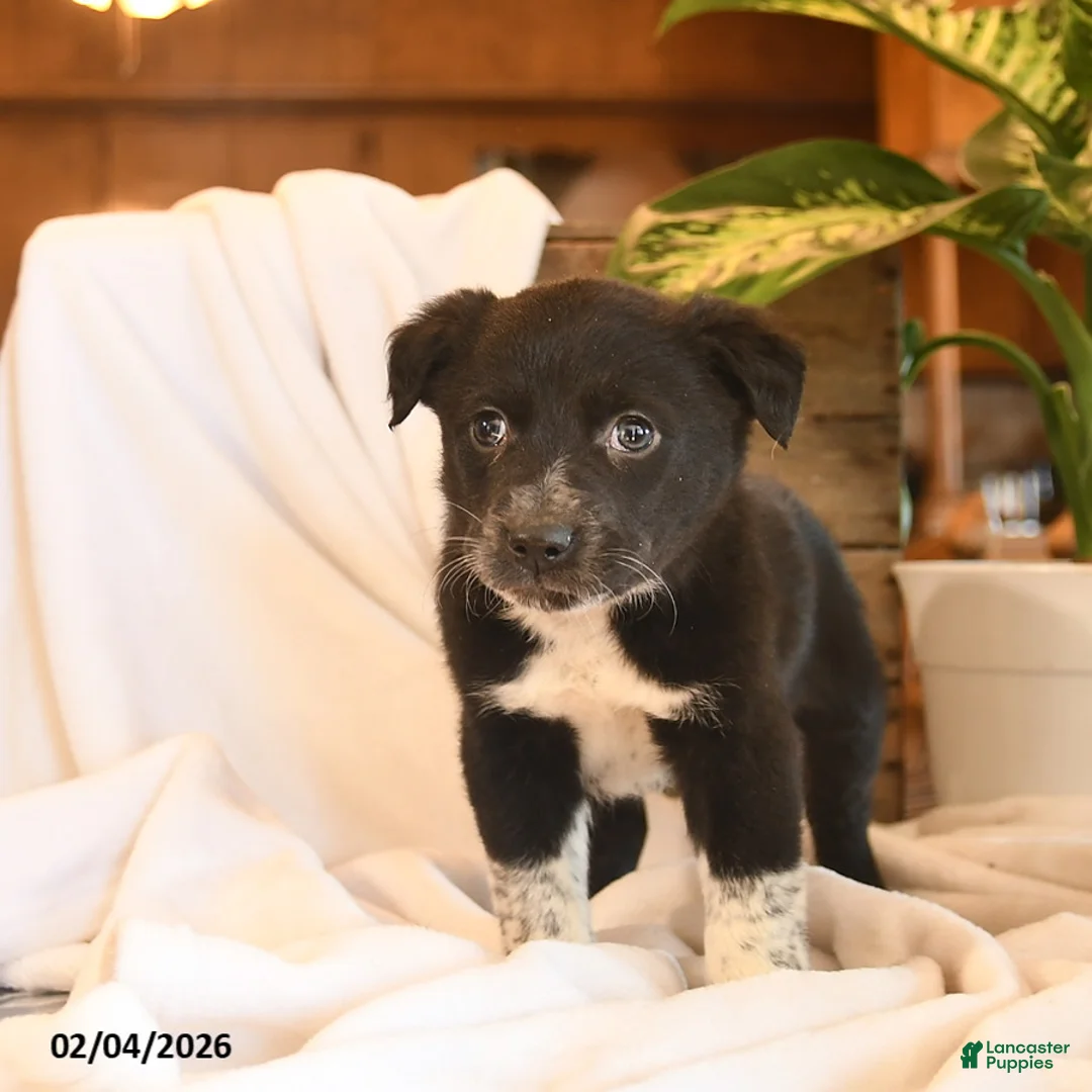 Mixed Breed dogs for sale: North  - Ad 3