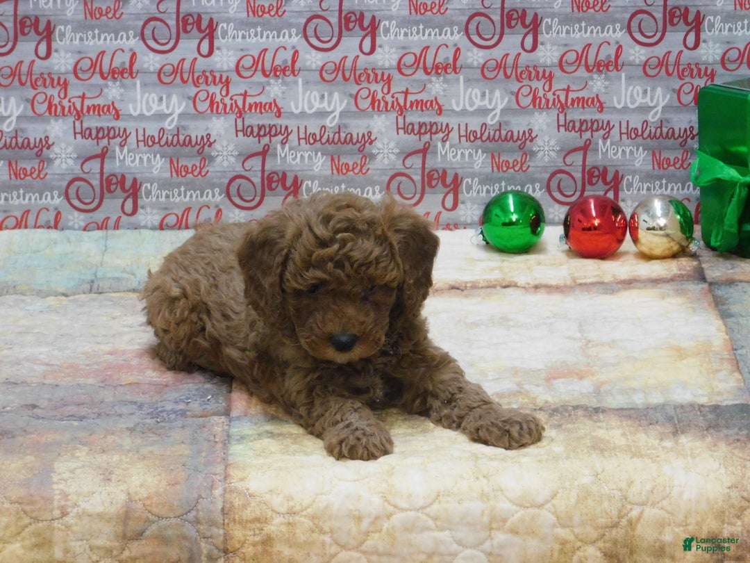 Goldendoodle dogs for sale: Mini Gigi - Ad 5