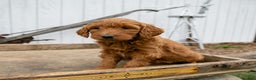Goldendoodle dogs for sale: Poppy - Ad 1