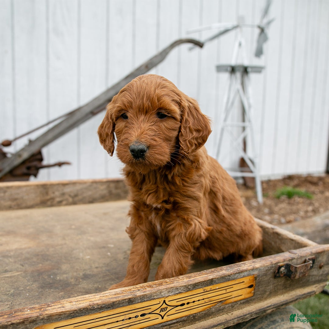 Goldendoodle dogs for sale: Poppy - Ad 1
