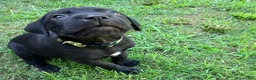 Cane Corso dogs for sale: Dean AKC green collar - Ad 3