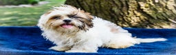 Shih Tzu dogs for sale: Jude - Ad 23