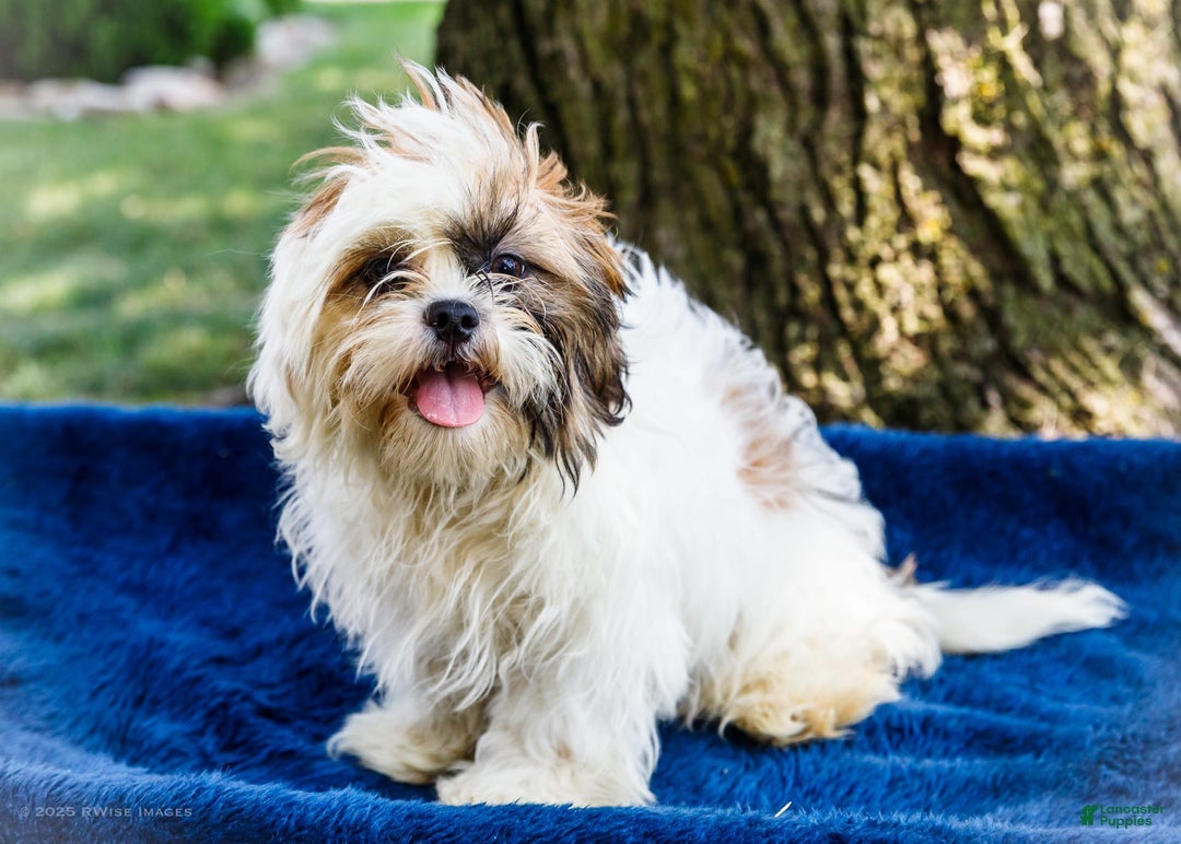 Shih Tzu dogs for sale: Jude - Ad 23