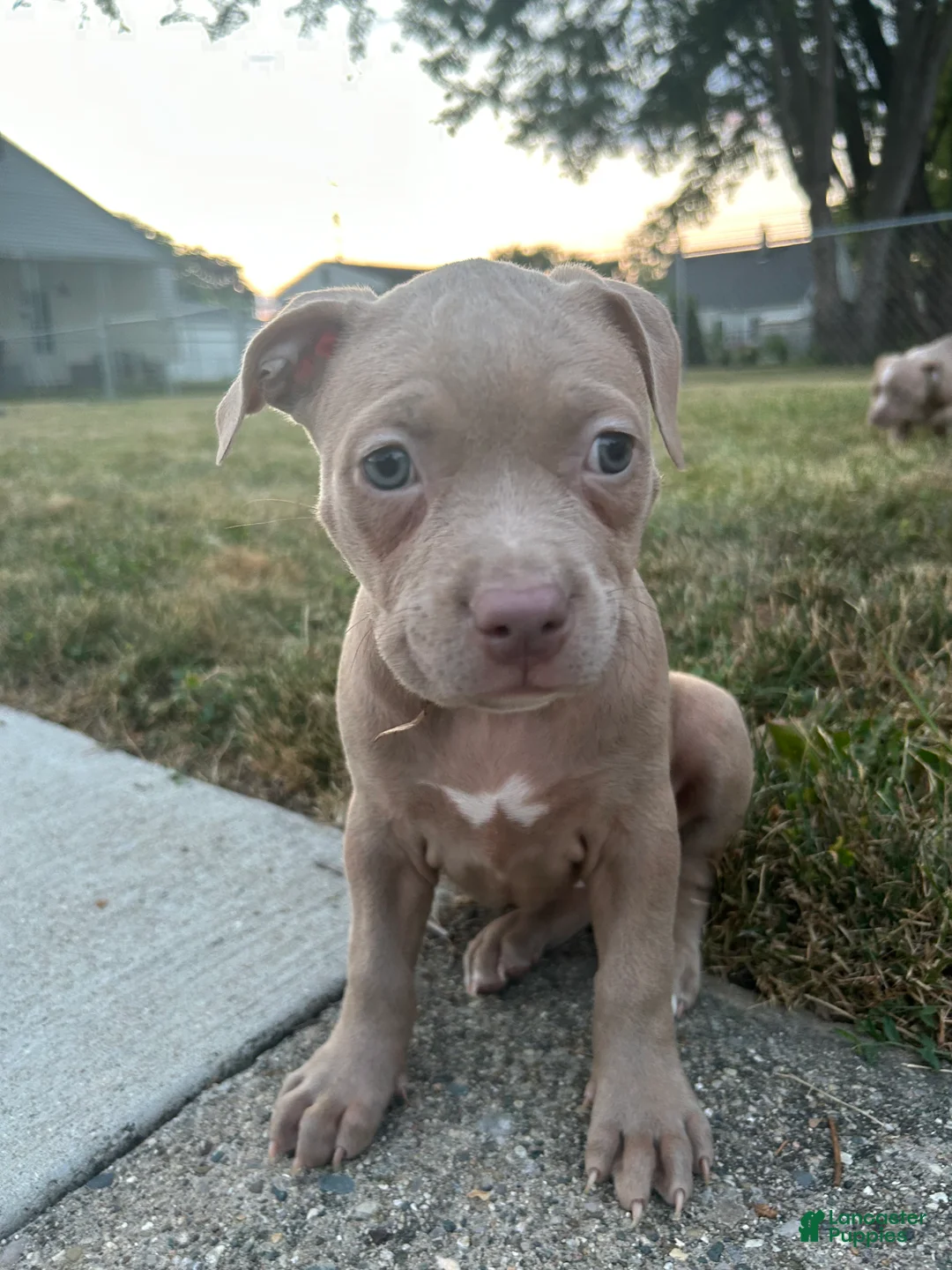 Mixed Breed dogs for sale: Brown girl - Ad 2
