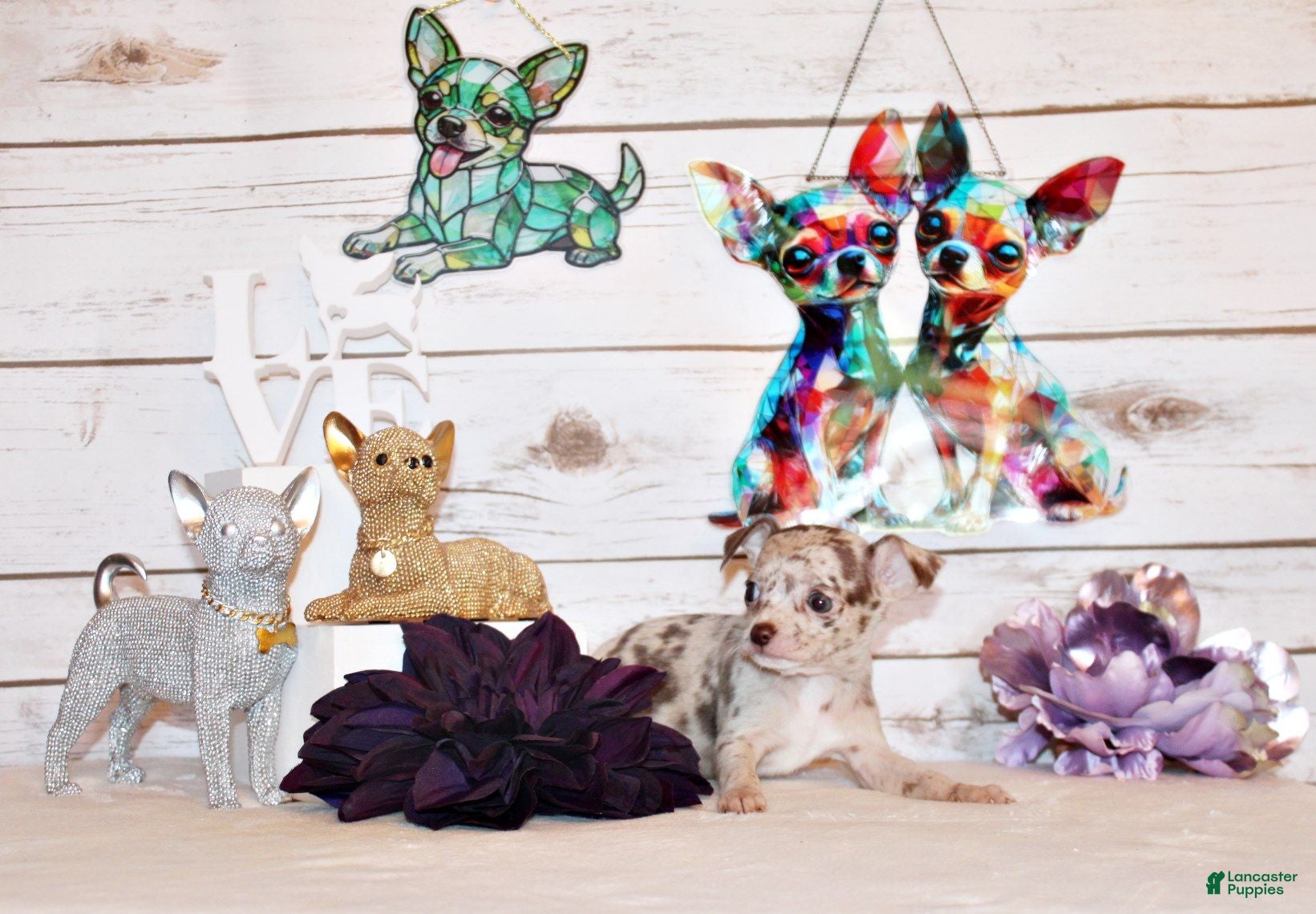 Chihuahua dogs Guinevere - Ad 1