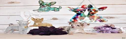 Chihuahua dogs for sale: Guinevere - Ad 1