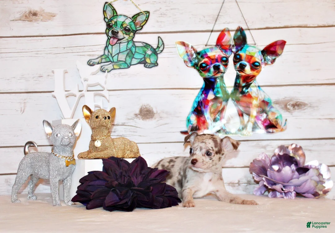 Chihuahua dogs for sale: Guinevere - Ad 1