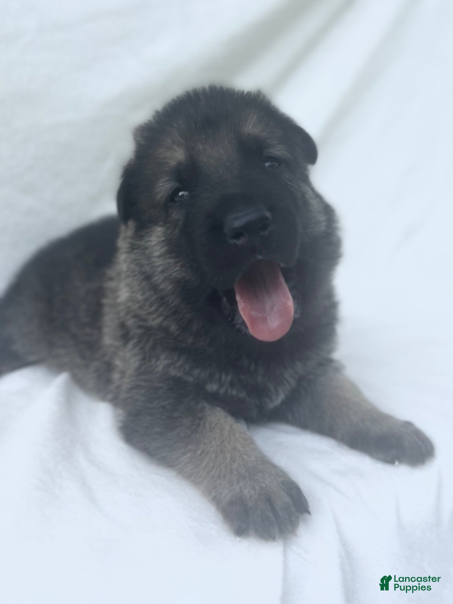 German Shepherd dogs Teddy - Ad 1