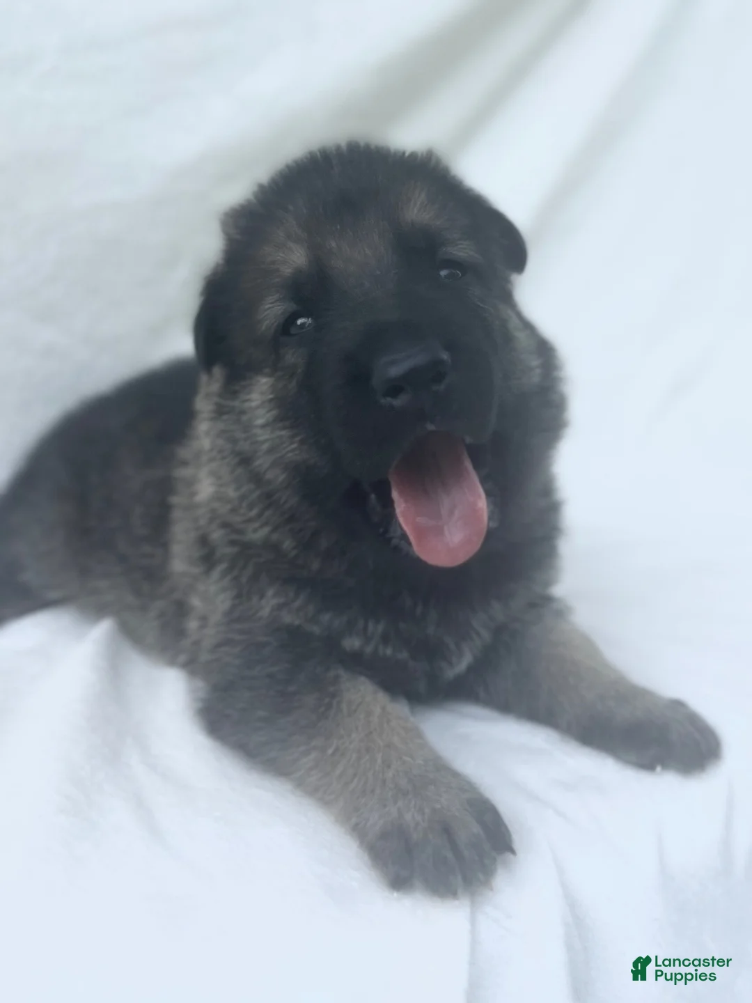 German Shepherd dogs for sale: Teddy - Ad 1