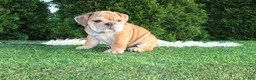 English Bulldog dogs for sale: Dash - Ad 6