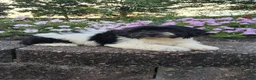 Teddy Bear dogs for sale: Candi - Ad 10
