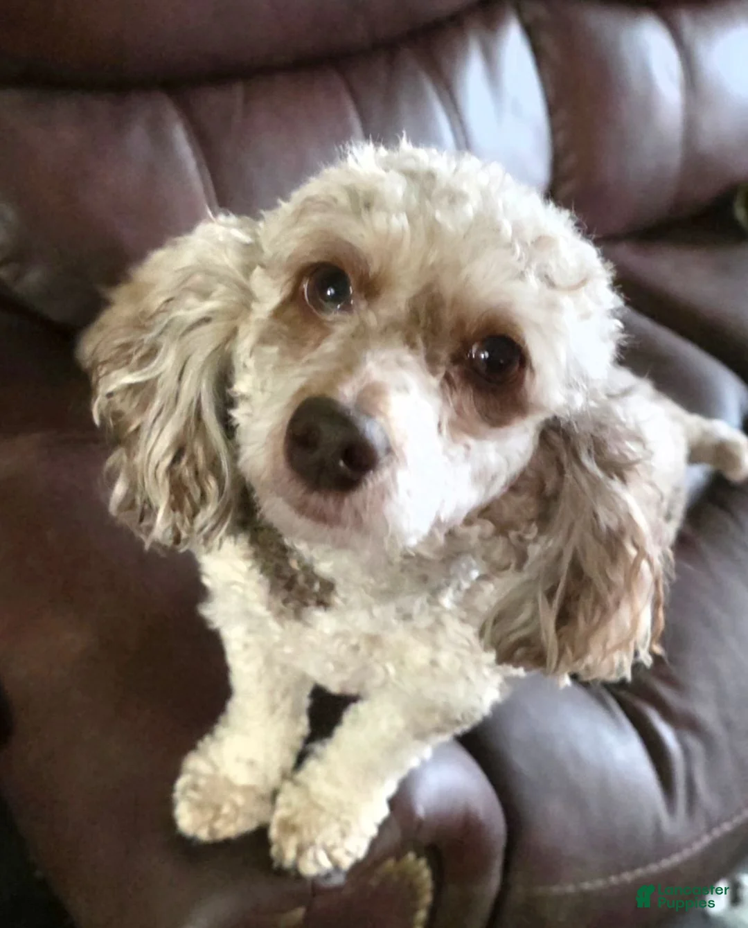 Miniature Poodle dogs for sale: Miniature Poodle 5 - Ad 4