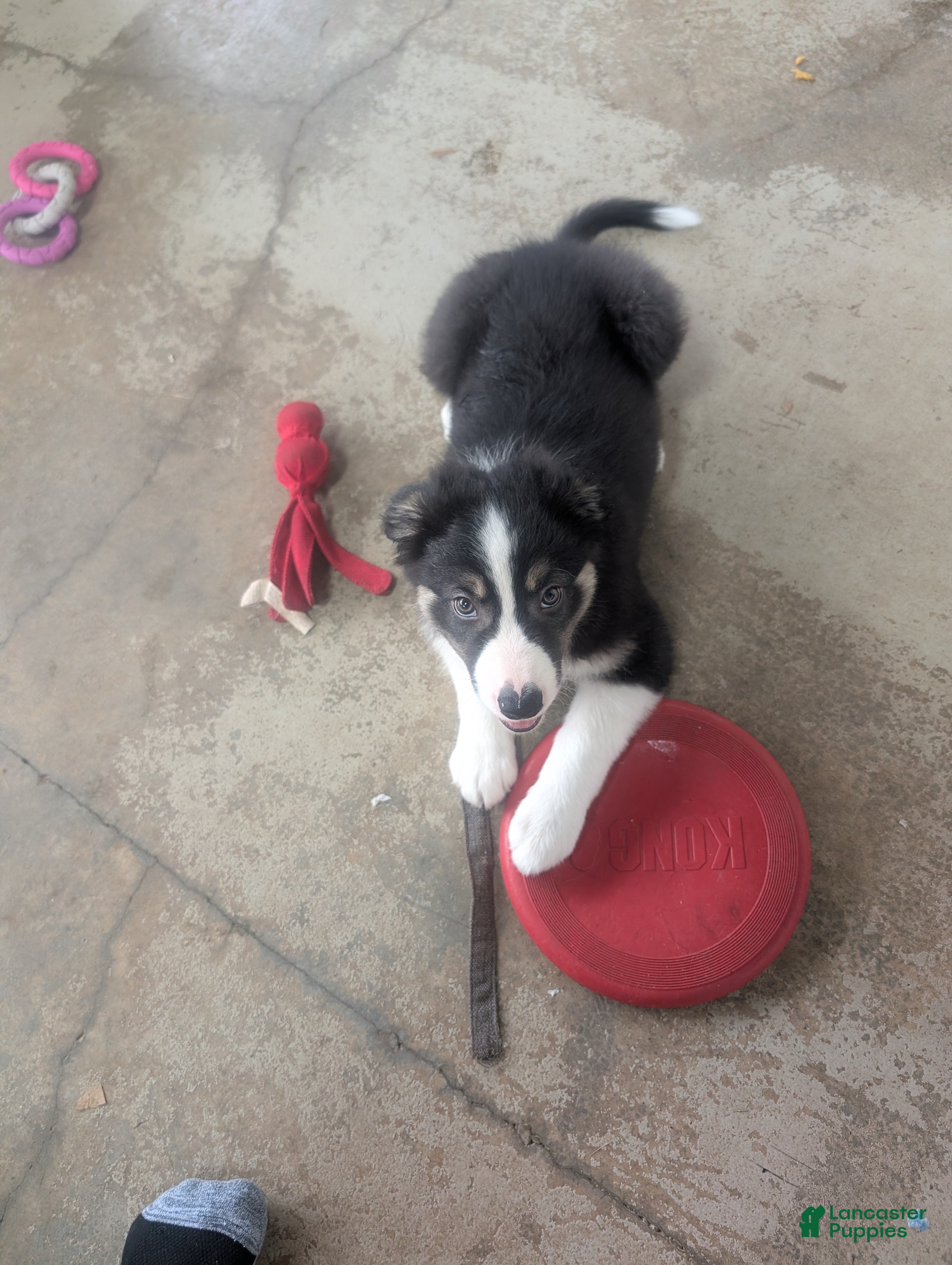 Border Collie dogs Border Collie 1 - Ad 33