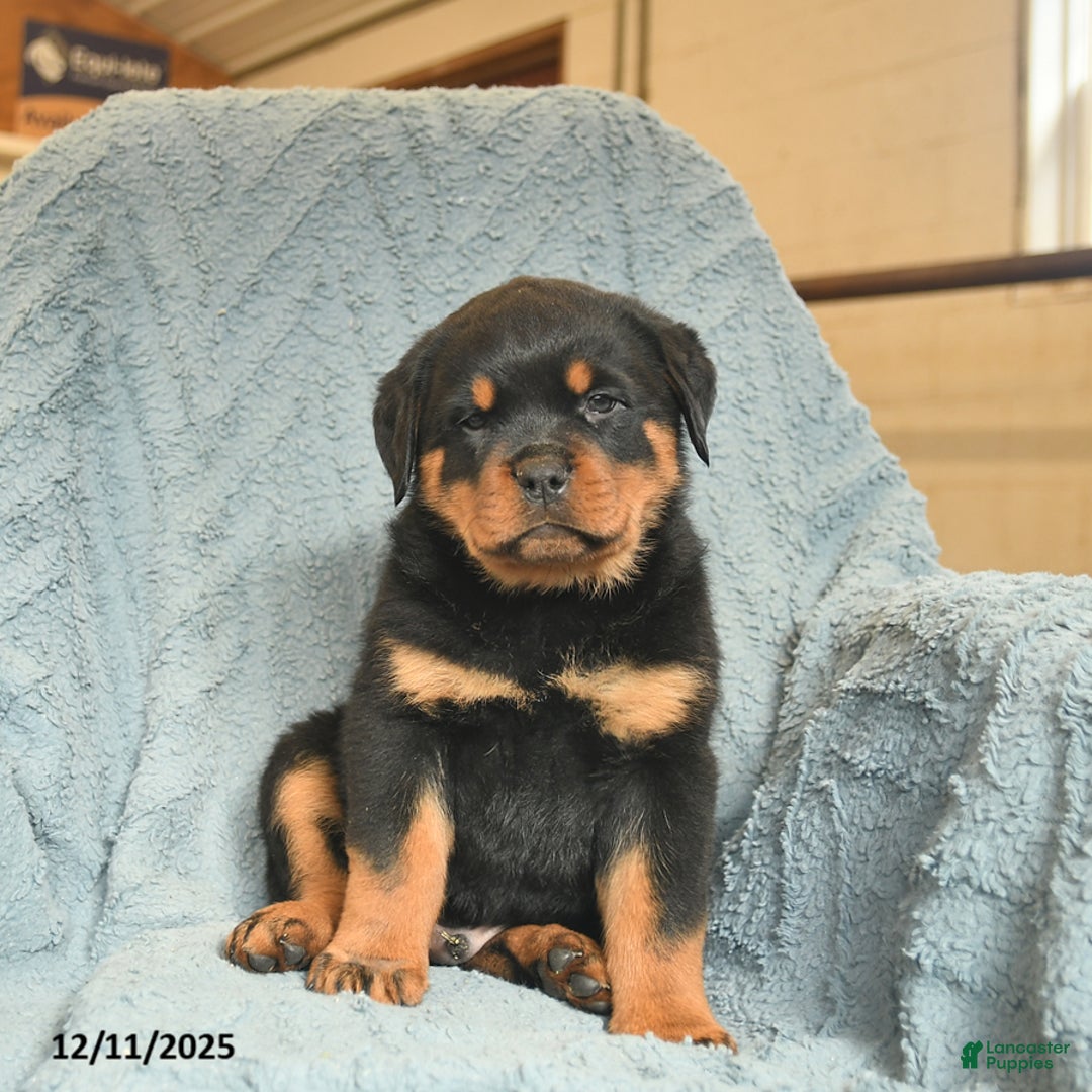 Rottweiler dogs for sale: Rock  - Ad 2