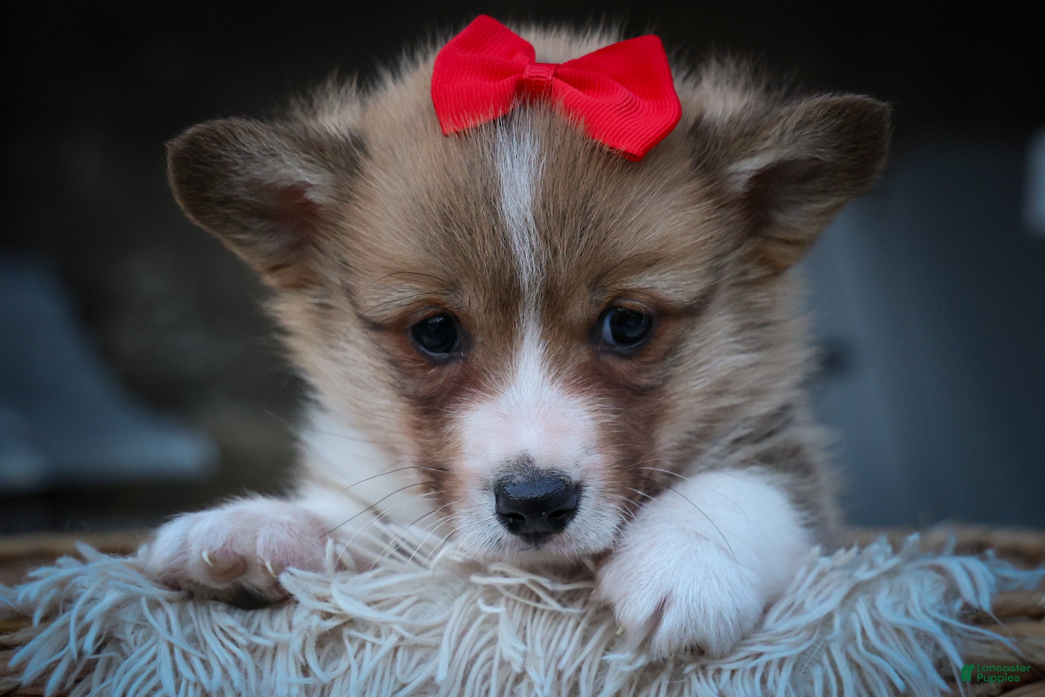 Welsh Corgi Pembroke dogs for sale: Scotty 🐾 - Ad 2