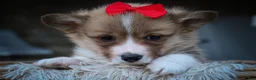 Welsh Corgi Pembroke dogs for sale: Scotty 🐾 - Ad 2