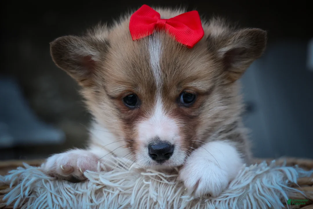 Welsh Corgi Pembroke dogs for sale: Scotty 🐾 - Ad 2