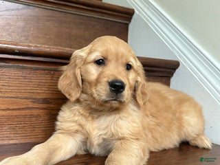 Golden Retriever dogs Guss - Ad 12