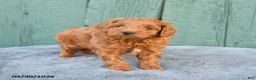 Mini Goldendoodle dogs for sale: Ruby - Ad 4
