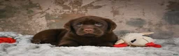 Labrador Retriever dogs for sale: Bruce - Ad 4