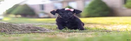 Yorkiepoo dogs for sale: Pansy - Ad 9