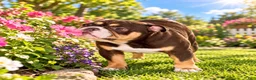 English Bulldog dogs for sale: Hershey - Ad 4