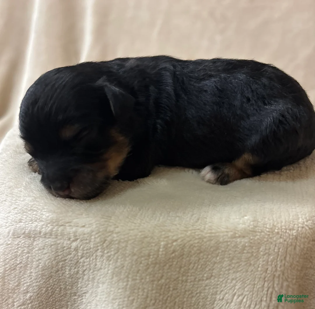 Cavapoo dogs for sale: Onyx  - Ad 2